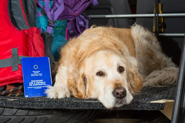 img of Projetos visam normas para viagem aérea de animais após cão morrer em voo Gol