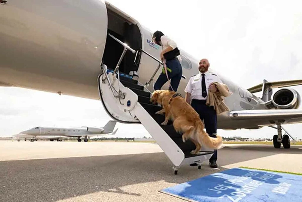 img of Aérea pet enfrenta processo judicial por maus-tratos a humanos