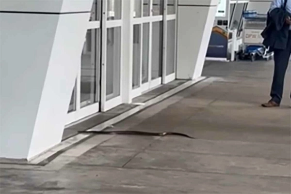 img of Entrada de cobra em aeroporto dos EUA é impedida por porta automática