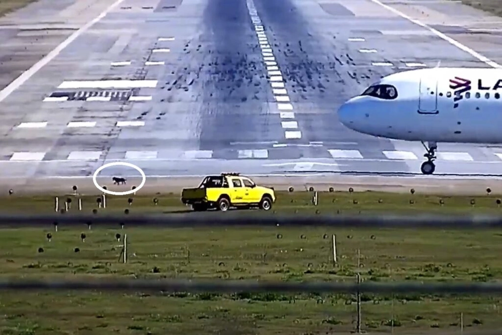 img of Cão em pista de Guarulhos afeta operações aéreas prolongadamente