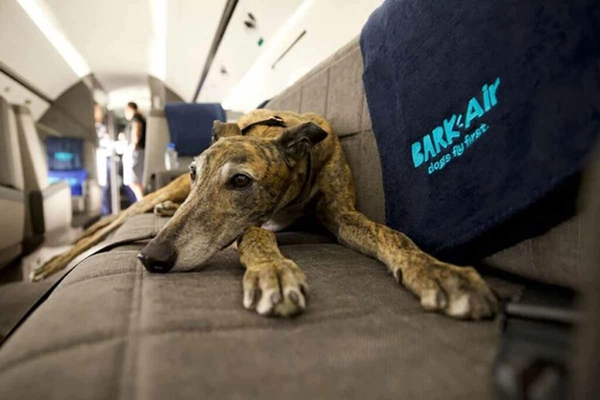 img of Acordo encerra disputa de clientes contra empresa aérea de animais de luxo