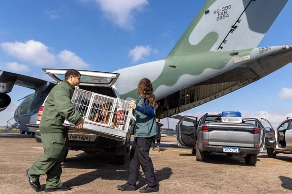 img of Fab detalha o traslado aéreo de animais salvos no RS